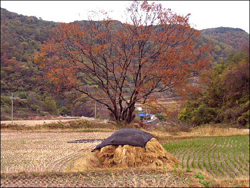 온통 단풍으로 물든 당산나무 